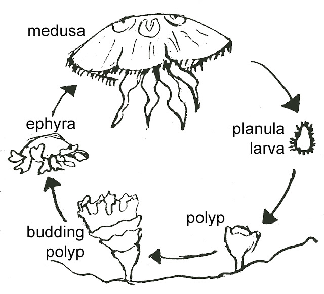 Jellyfish life cycle Future Science Leaders Discover Surrey Session