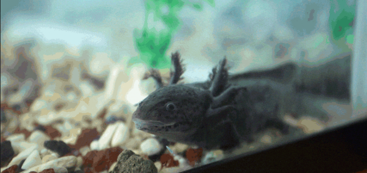 Axolotl in a tank