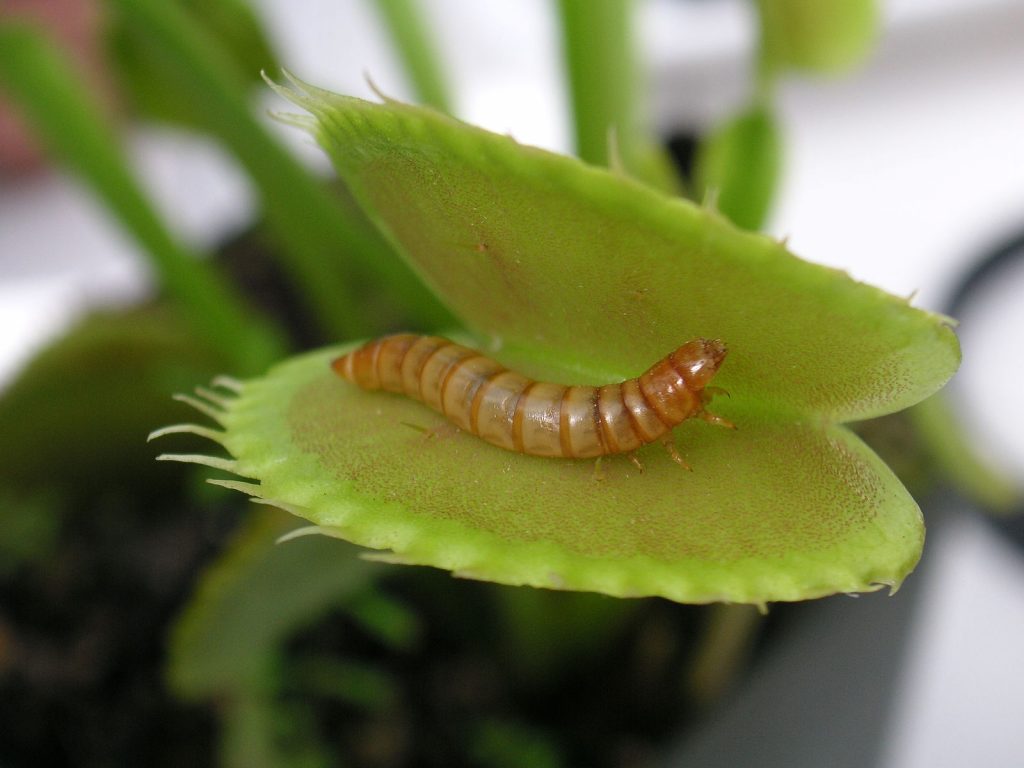 Meal worm in venus fly trap (c) Beatrice Murch, CC BY-SA 2.0
